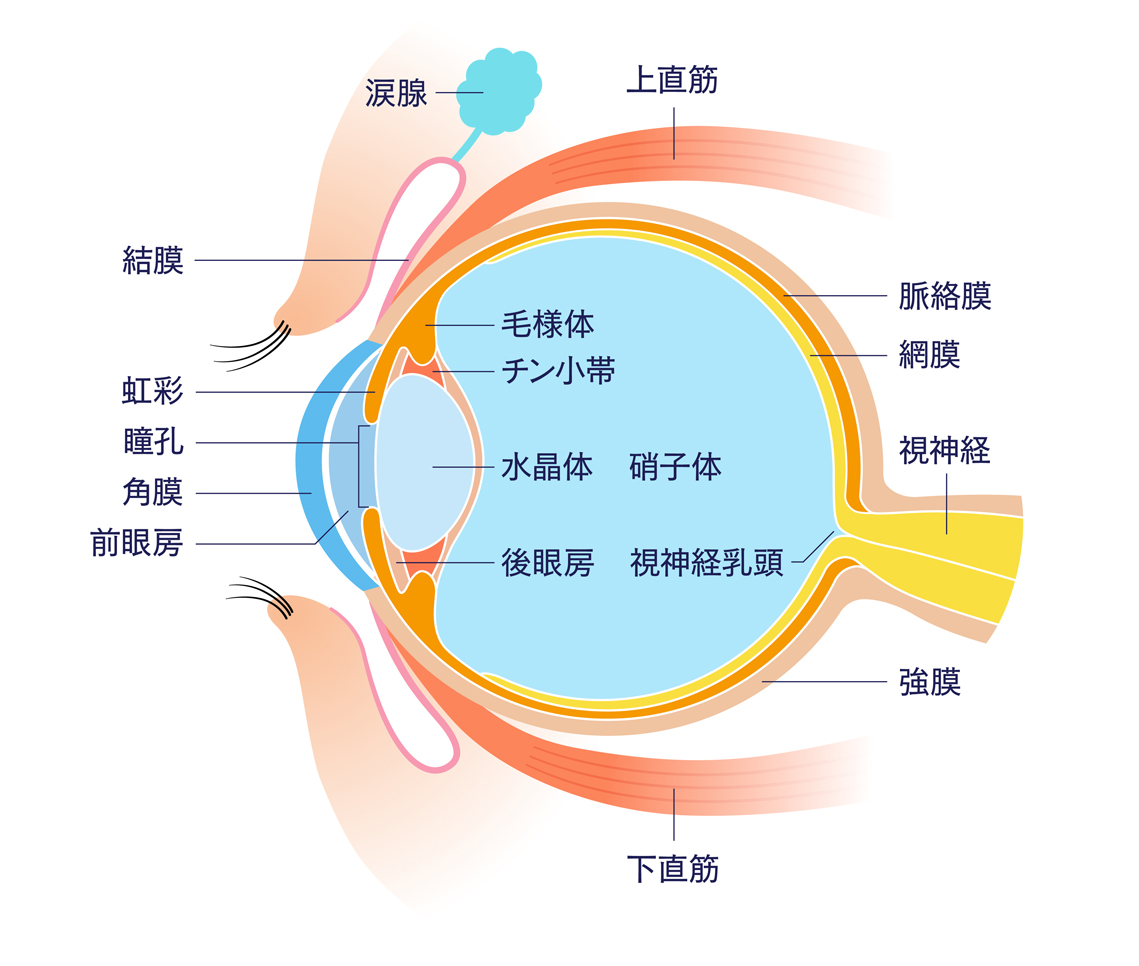 ファシアを目で理解してみましょう